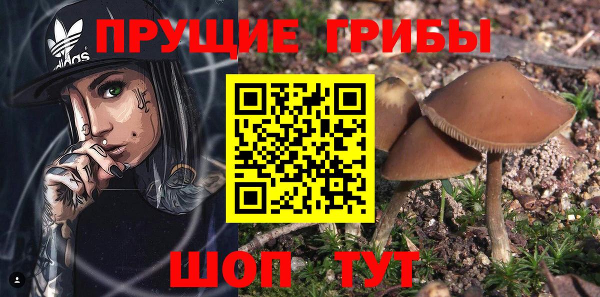 Галлюциногенные грибы Psilocybine cubensis Норильск