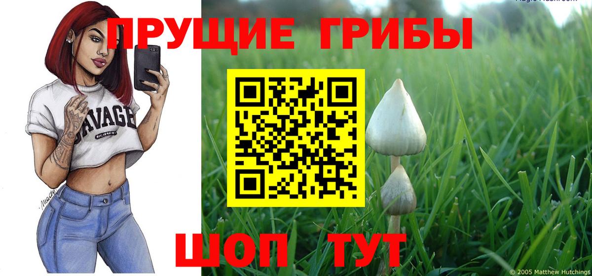 Псилоцибиновые грибы Psilocybe  Вход с VPN  Норильск 
